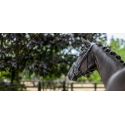 Bridon Kudos de dressage Patent LeMieux