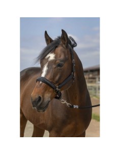 EQUITHÈME-Halfter – Strass
