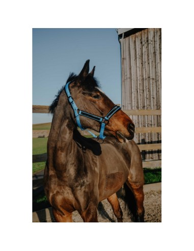 EQUITHÈME-Halfter – Strass