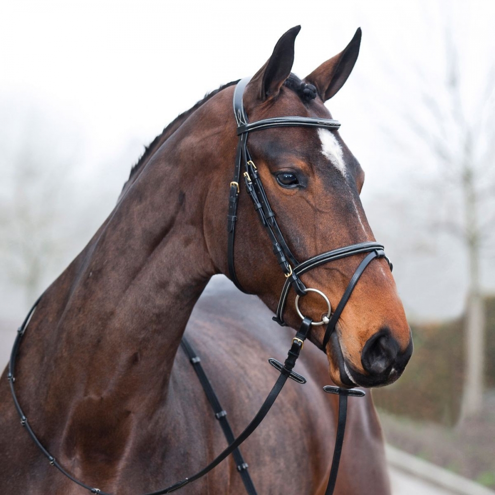 Filet Constance Horze poney au trait