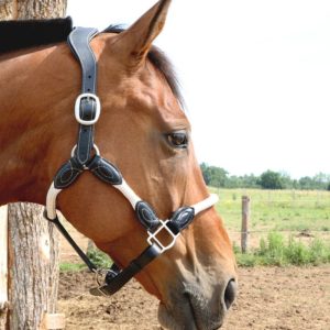 Licol en cuir Majestic