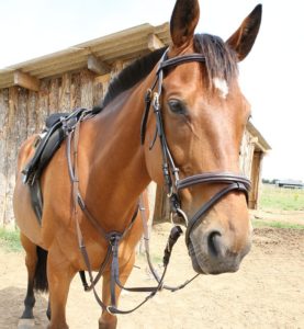 Bridon + collier de chasse Roma