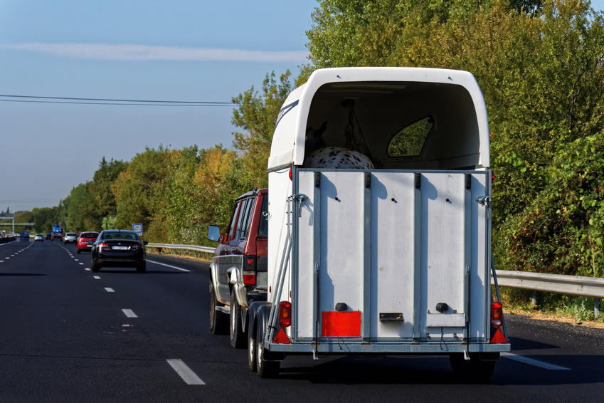 transport chevaux van