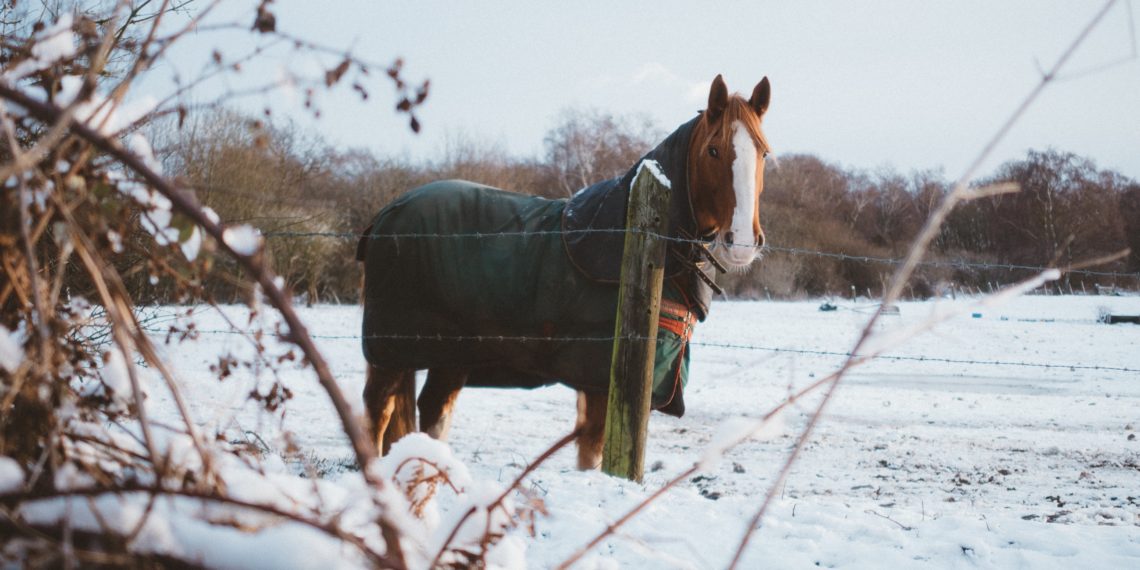 cheval dans la neige