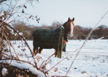 cheval dans la neige