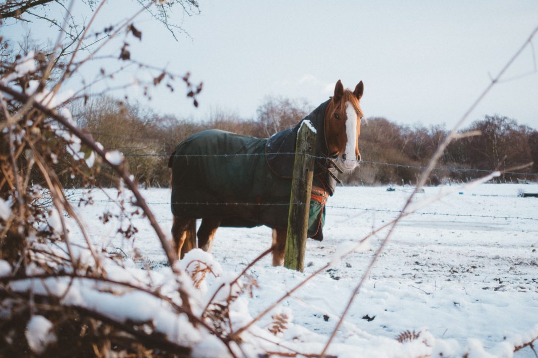 cheval dans la neige