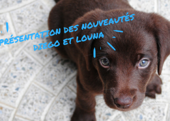 La journée du chiot