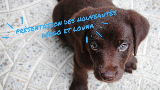 La journée du chiot