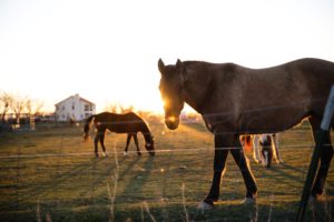 chevaux dans le coucher de soleil