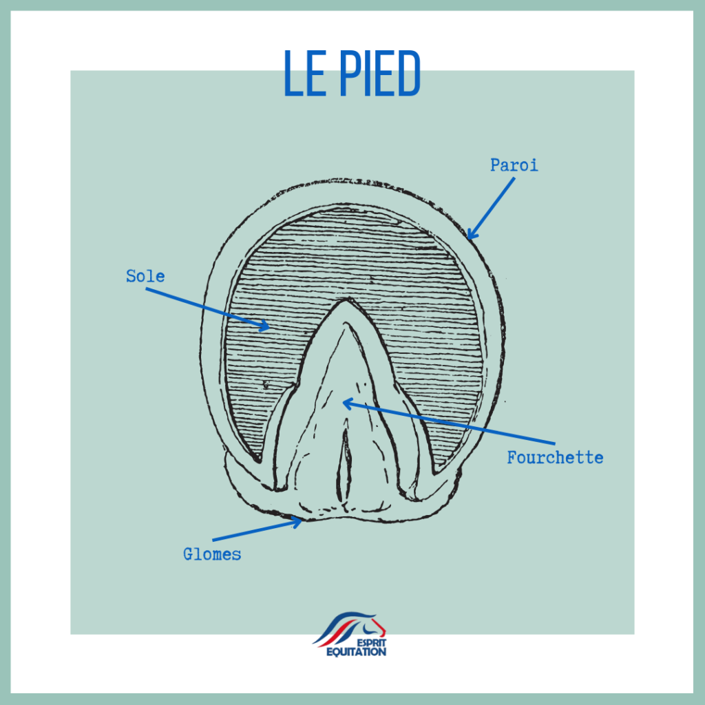 schéma du pied