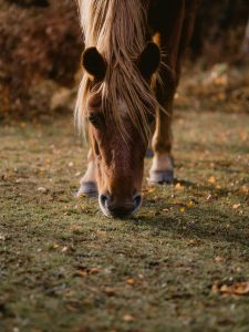cheval dans un pré à l'automne