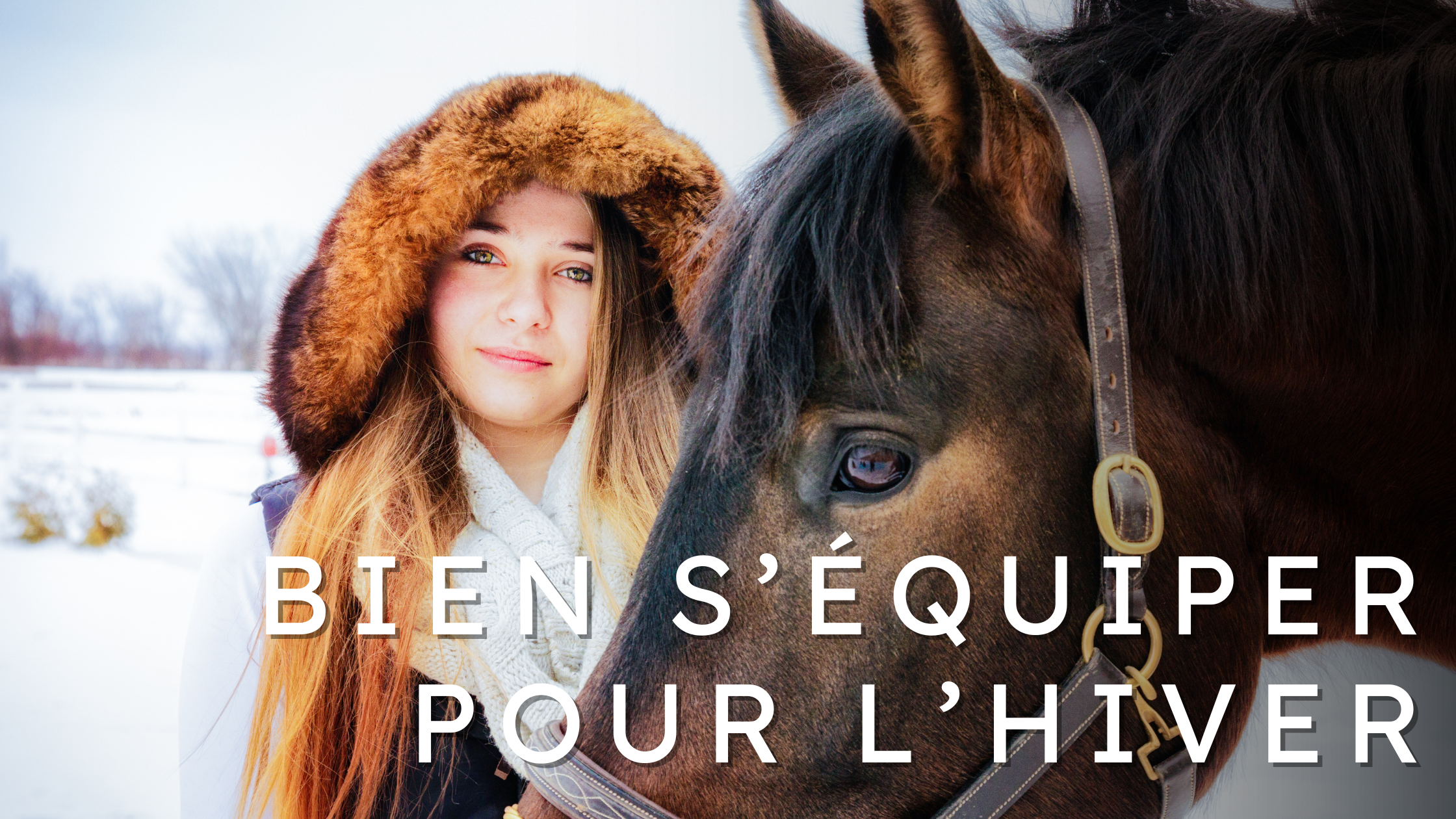 bannière. cheval et cavalière en hiver