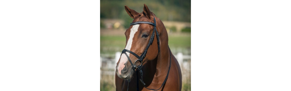 Equipement du cheval sur Esprit-Equitation