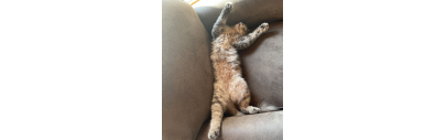 Santé et soins pour chat